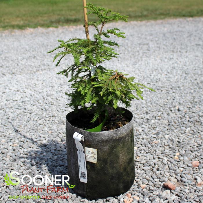 Image property of Sooner Plant Farm, Inc.