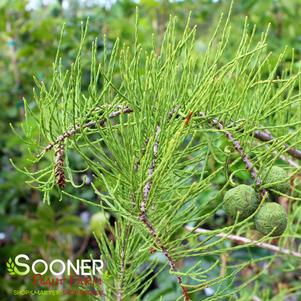 Taxodium ascendens ''