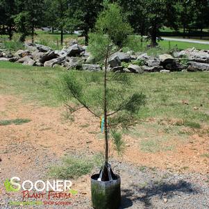 Taxodium ascendens 'Morris'