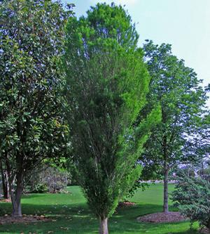 LINDSEY'S SKYWARD™ BALD CYPRESS