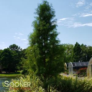 Taxodium distichum 'Shawnee Brave'