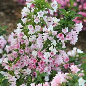 CZECHMARK TRILOGY® WEIGELA