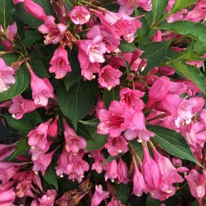 CZECHMARK TWOPINK® WEIGELA