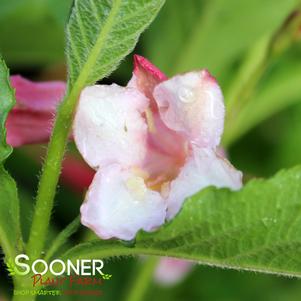 Weigela florida 'SMNWFRP'