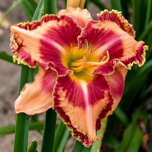 Hemerocallis x 'Lake of Fire'