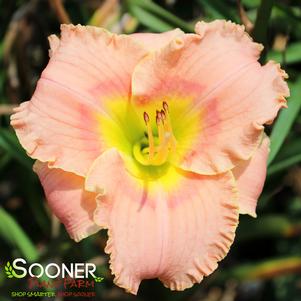 Hemerocallis x 'Elegant Candy'