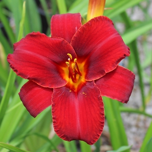 MALLARD DAYLILY