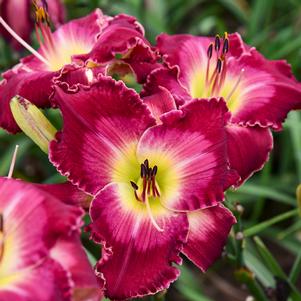 Hemerocallis x 'Blood, Sweat and Tears'