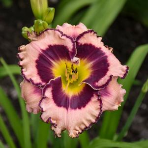 Hemerocallis x 'Sound of My Heart'