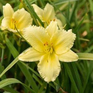 Hemerocallis x 'Big Time Happy'