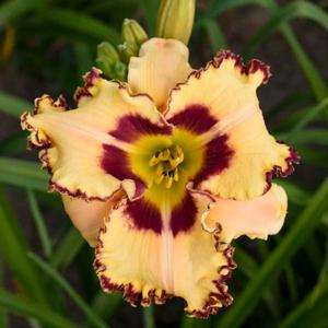 RAINBOW RHYTHM® KING OF THE AGES DAYLILY