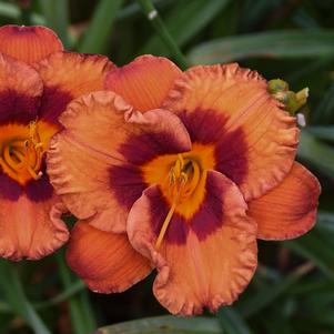 Hemerocallis x 'Mighty Chestnut'