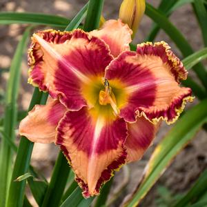 RAINBOW RHYTHM® LAKE OF FIRE DAYLILY