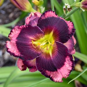 Hemerocallis x 'Storm Shelter'