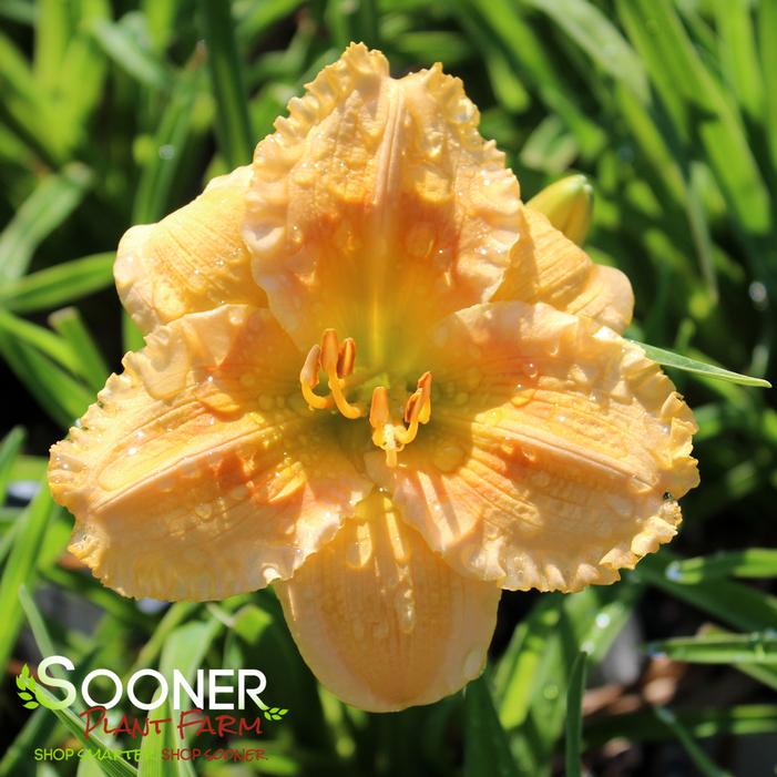 Image property of Sooner Plant Farm, Inc.