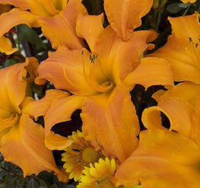 RAINBOW RHYTHM® PRIMAL SCREAM DAYLILY