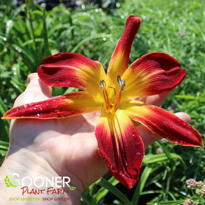 Image property of Sooner Plant Farm, Inc.