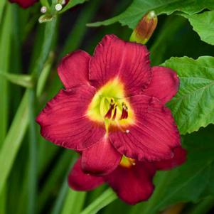 Hemerocallis x 'Pardon Me'