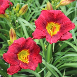 RUBY SENTINEL DAYLILY