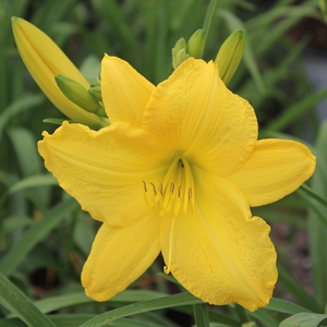 SCENTUAL SUNDANCE DAYLILY