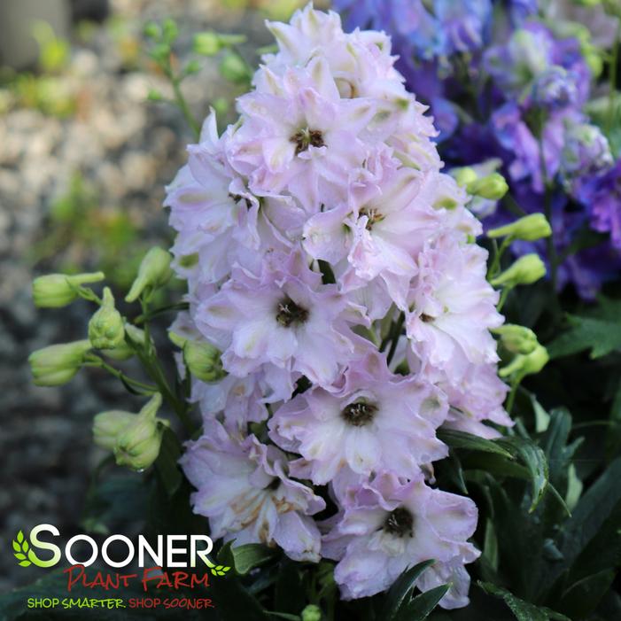 NEW MILLENNIUM™ MINI STARS DELPHINIUM