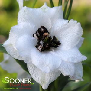 Delphinium x 'Black-Eyed Angels'