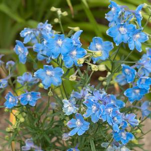 Delphinium grandiflorum 'Summer Blues'