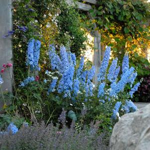 Delphinium x 'Blue Lace'