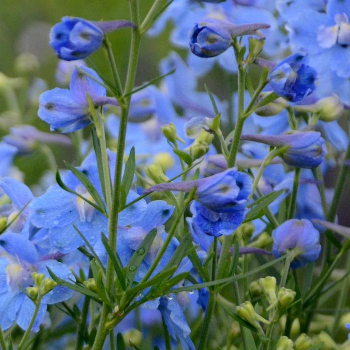 SUMMER BLUES DELPHINIUM