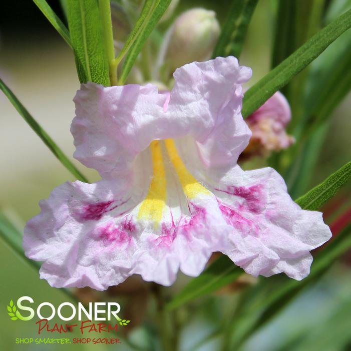 CONCHAS DAM PINK DESERT WILLOW