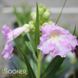 Chilopsis linearis 'Paradise'