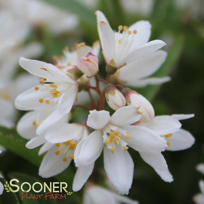 NIKKO SLENDER DEUTZIA