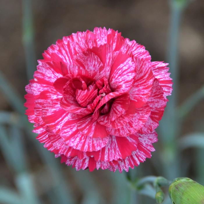 COSMIC™ RED SWIRL DIANTHUS