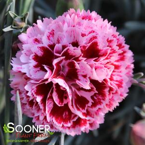 Dianthus x 'Cherry Vanilla'