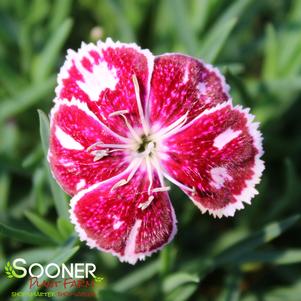 Dianthus x 'Fire and Ice'