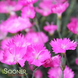 Dianthus gratianopolitanus 'Feuerhexe'