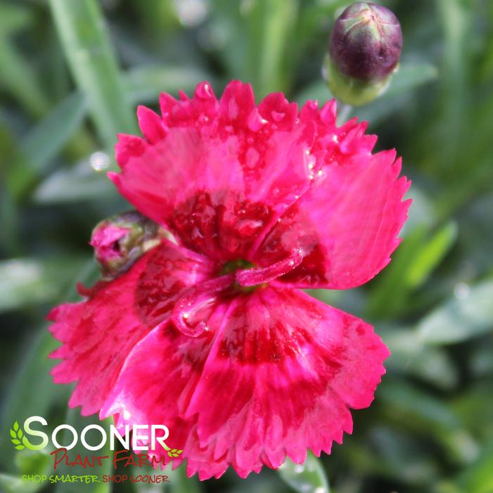 FIRE STAR DIANTHUS