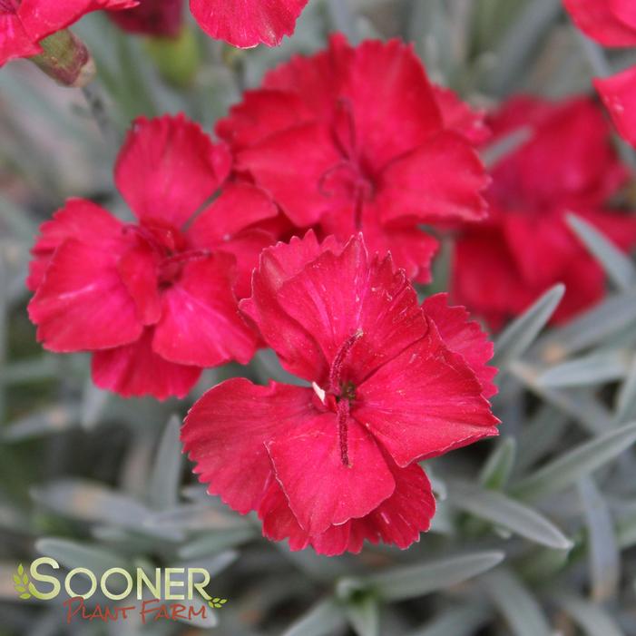 FROSTY FIRE DIANTHUS