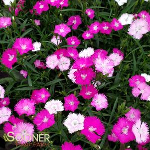 Dianthus x 'First Love'