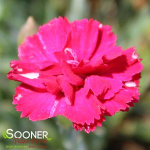 FROSTY FIRE DIANTHUS