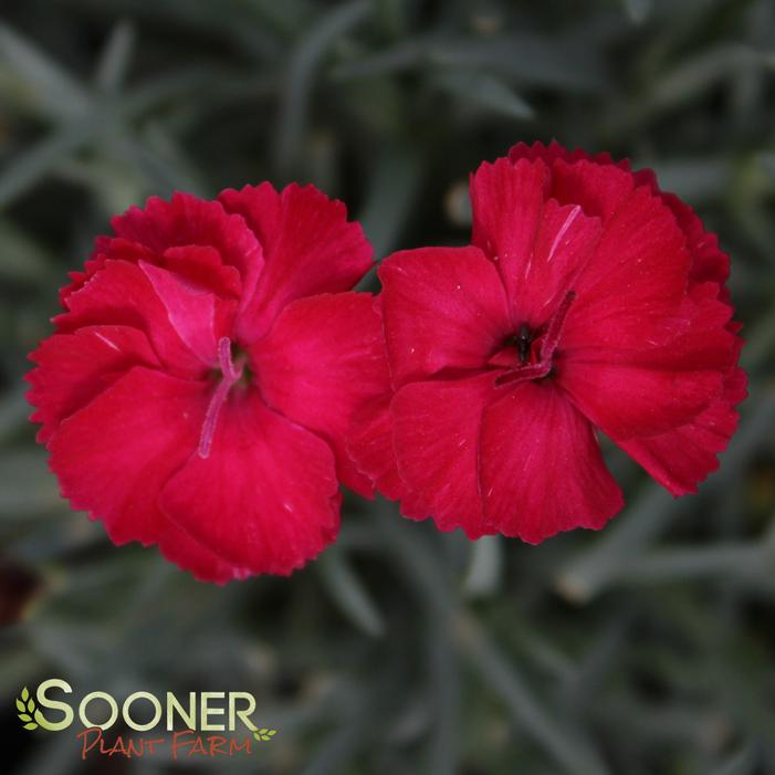 FROSTY FIRE DIANTHUS