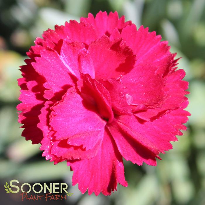 FROSTY FIRE DIANTHUS