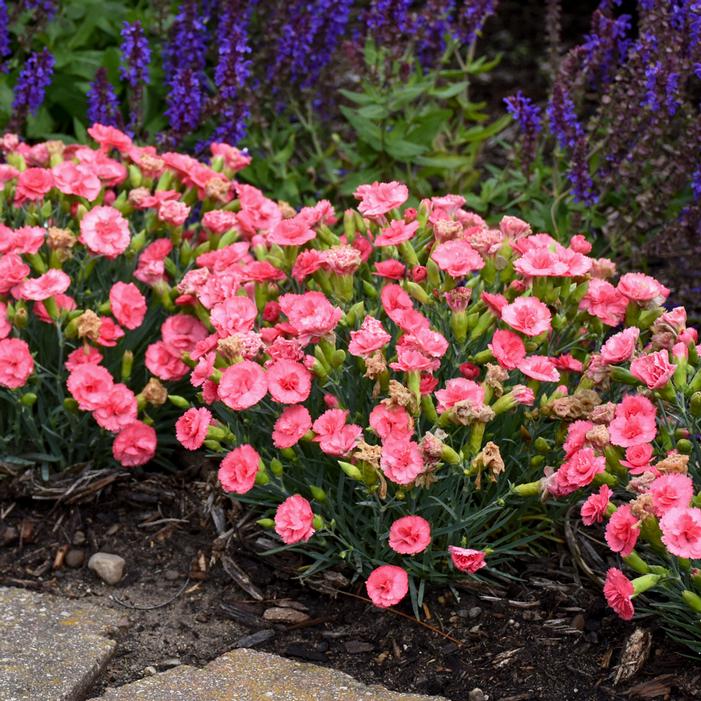 FRUIT PUNCH® CLASSIC CORAL DIANTHUS