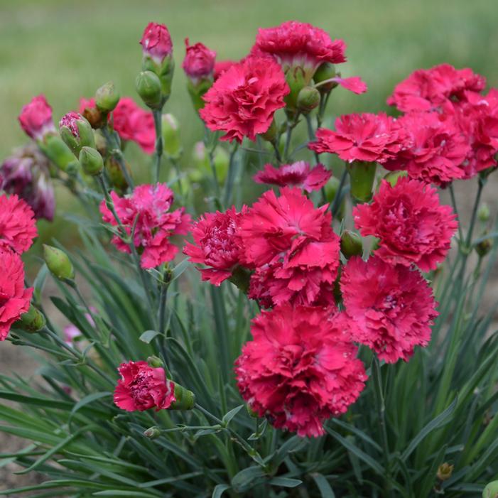 FRUIT PUNCH® CRANBERRY COCKTAIL DIANTHUS