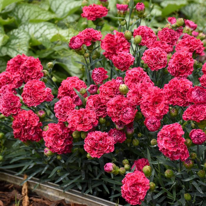 FRUIT PUNCH® RASPBERRY RUFFLES DIANTHUS