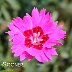 Dianthus x 'Paint the Town Fancy'