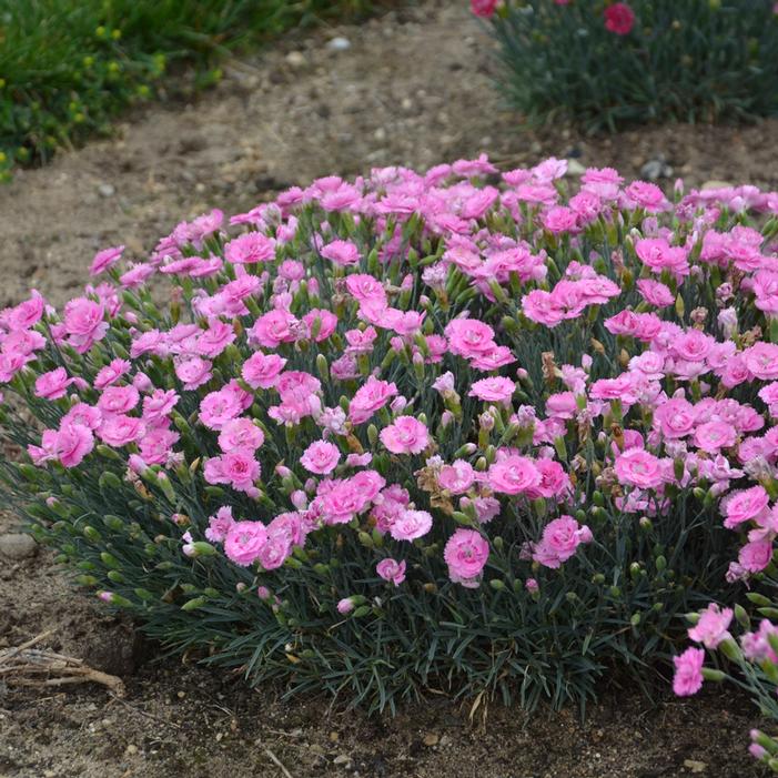 FRUIT PUNCH® SWEETIE PIE DIANTHUS