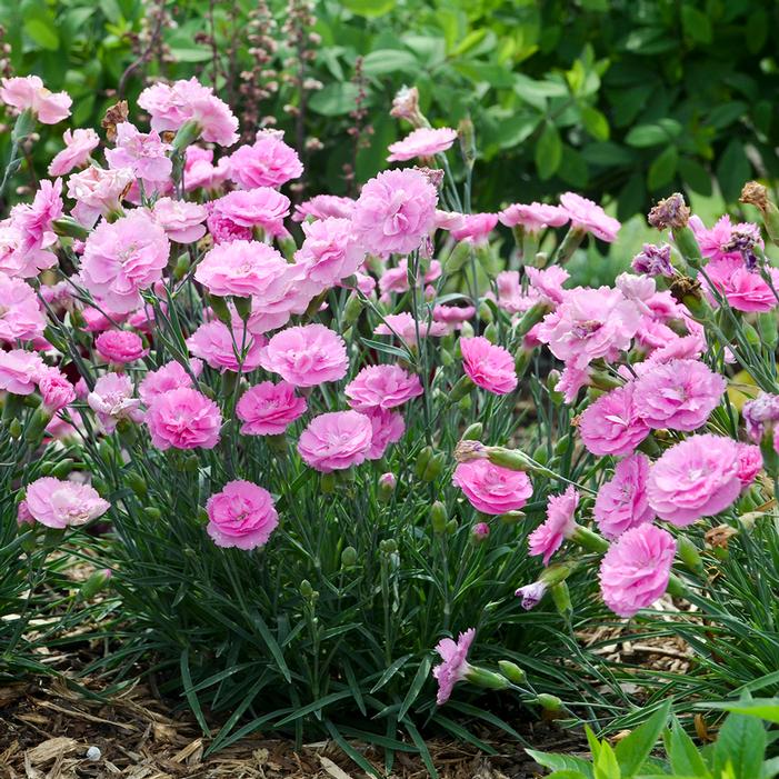 FRUIT PUNCH® SWEETIE PIE DIANTHUS