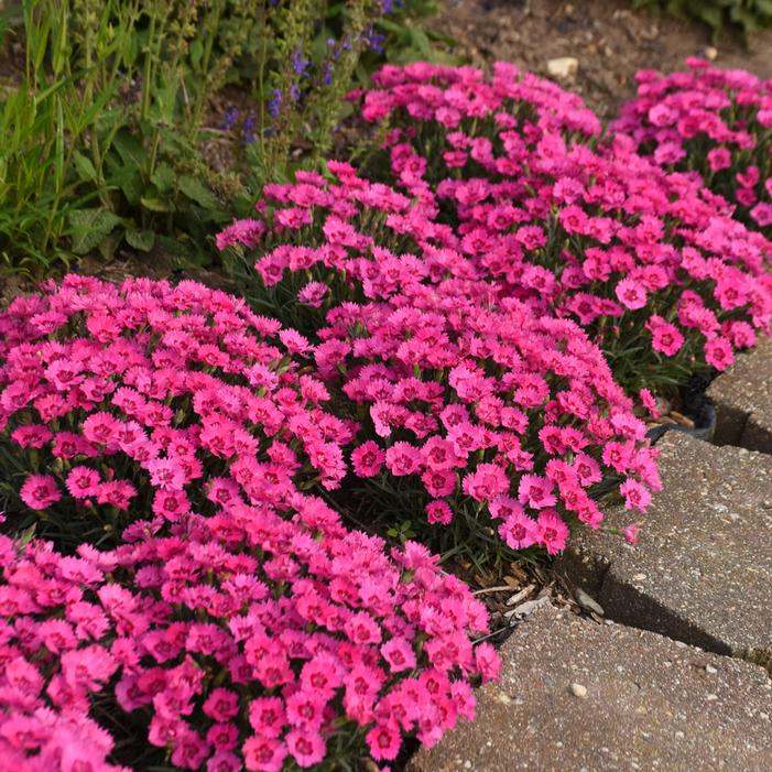 PAINT THE TOWN FANCY DIANTHUS