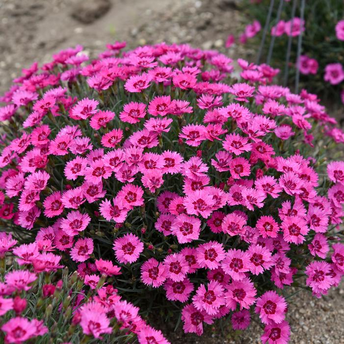 PAINT THE TOWN FANCY DIANTHUS